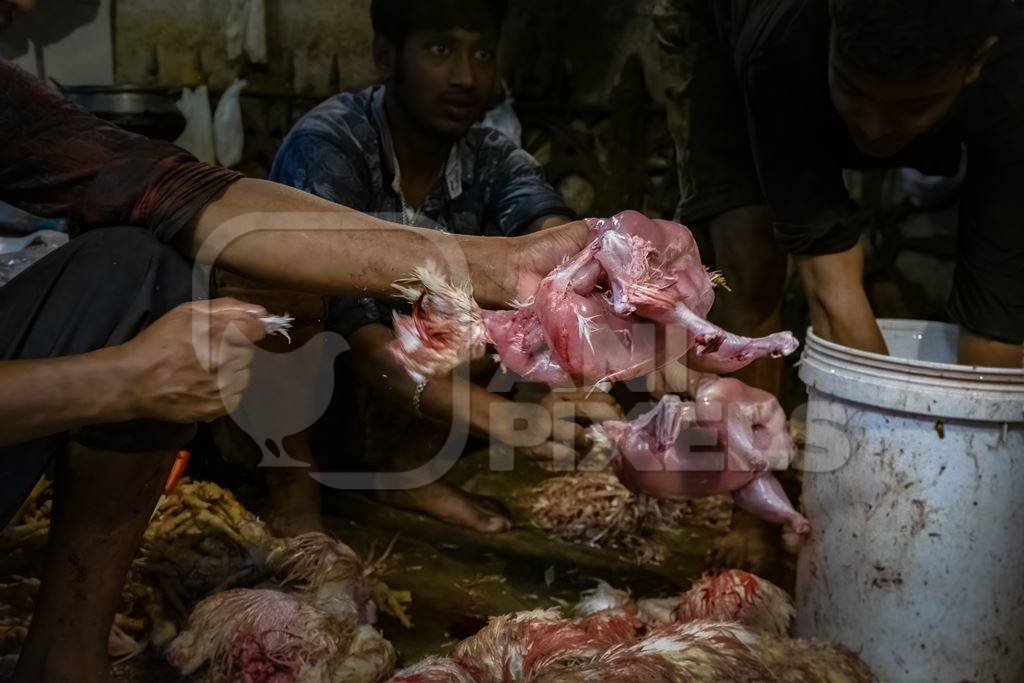 Workers pulling feathers off dead chickens at the chicken meat market inside New Market, Kolkata, India, 2022