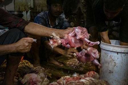Workers pulling feathers off dead chickens at the chicken meat market inside New Market, Kolkata, India, 2022