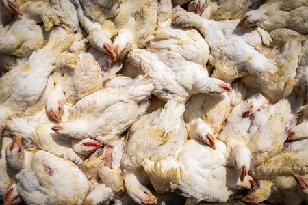 Enclosure with Indian broiler chickens at Ghazipur murga mandi, Ghazipur, Delhi, India, 2022
