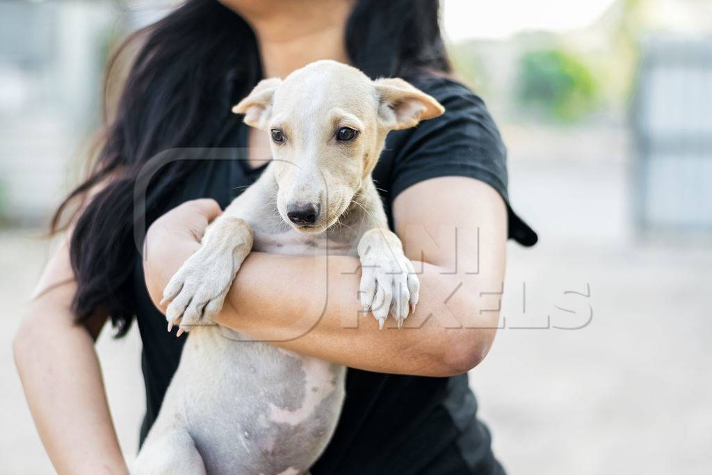 Volunteer animal rescuer girl holding a pale brown street puppy in her arms
