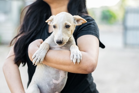 Volunteer animal rescuer girl holding a pale brown street puppy in her arms