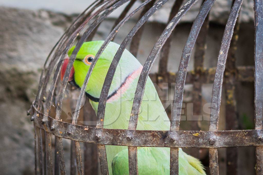 Green Rose Ringed parakeet bird held captive illegally in metal cage - see description below