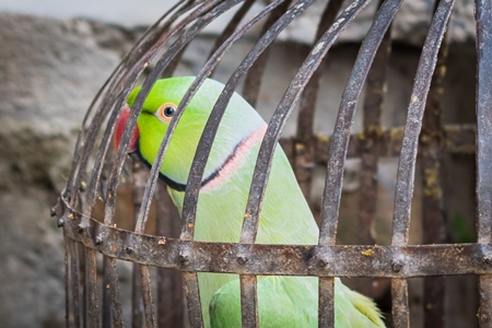 Green Rose Ringed parakeet bird held captive illegally in metal cage - see description below