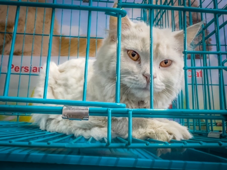 Pedigree persian cats on sale as pets in cages at a pet shop in Pune, Maharashtra, India, 2021