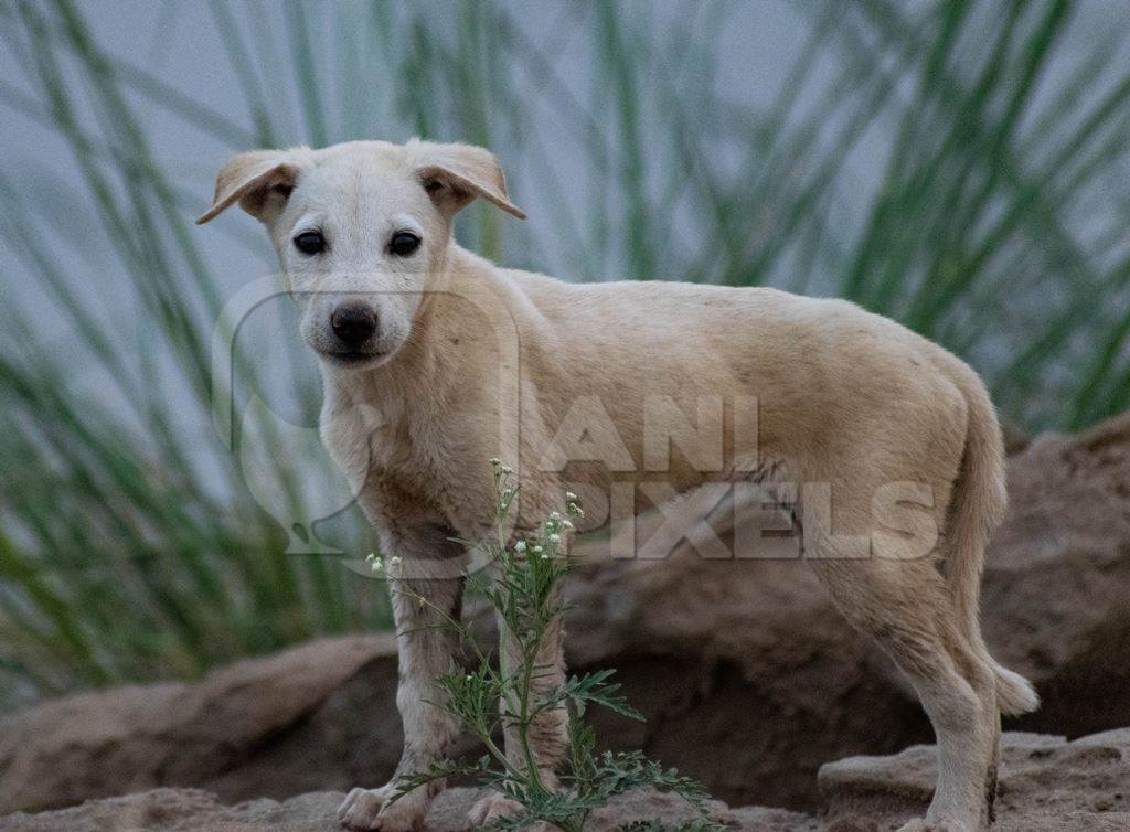 Street puppy standing on rocks with plants in background