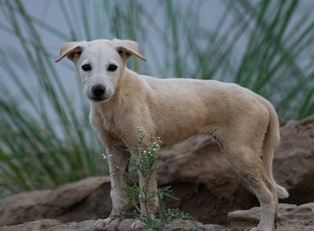 Street puppy standing on rocks with plants in background