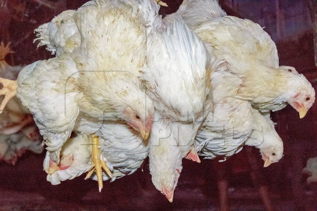 Broiler chickens hanging upside down being unloaded from transport trucks near Crawford meat market in Mumbai