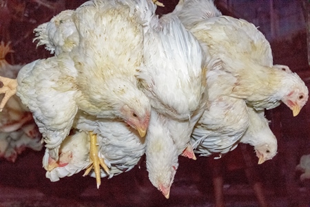 Broiler chickens hanging upside down being unloaded from transport trucks near Crawford meat market in Mumbai