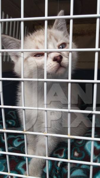 White cat in cage waiting for adoption