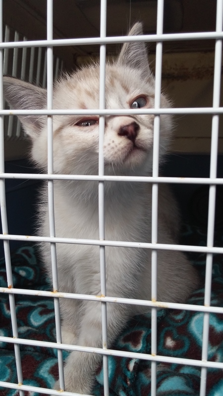 White cat in cage waiting for adoption