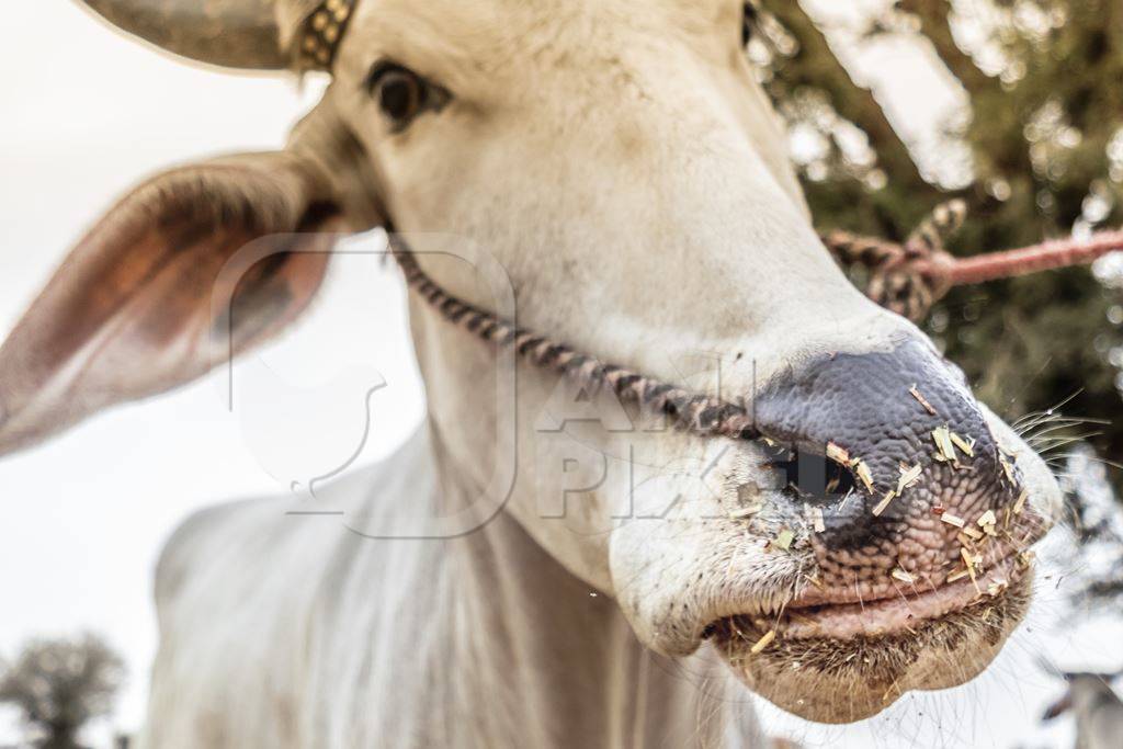 Face of white bullock at Nagaur cattle fair with nose rope