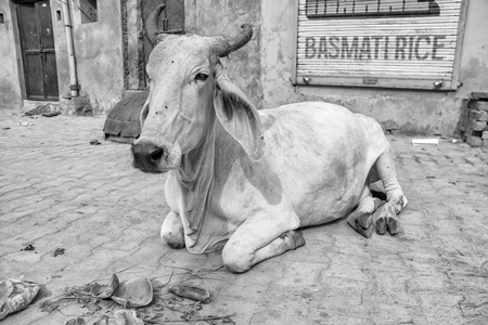 Indian street cow or bullock with large horns sitting on the street in the town of Pushkar in Rajasthan in India in black and white