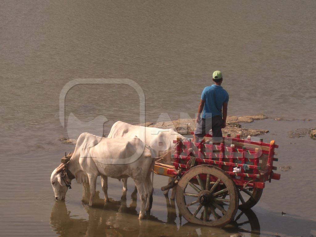 Two bullocks pulling cart in brown river