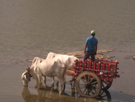 Two bullocks pulling cart in brown river