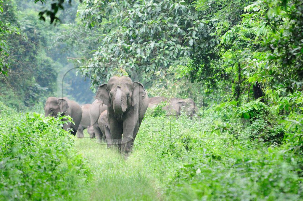 Family of wild elephants walking in the forest