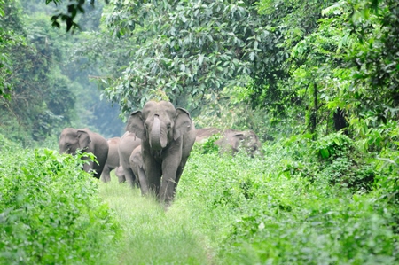 Family of wild elephants walking in the forest
