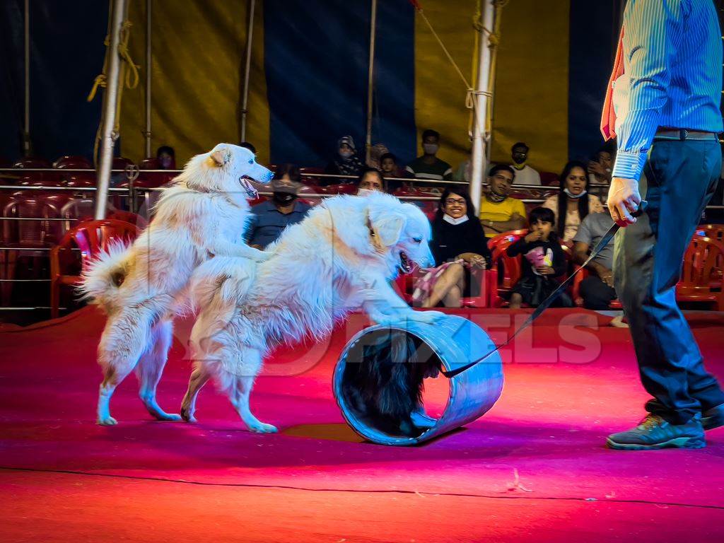 Performing dogs with barrel at a show by Rambo Circus in Pune, Maharashtra, India, 2021