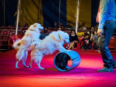 Performing dogs with barrel at a show by Rambo Circus in Pune, Maharashtra, India, 2021