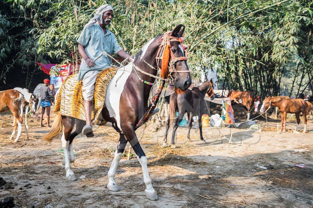 Horse being ridden at Sonepur cattle fair