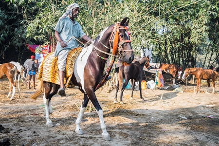Horse being ridden at Sonepur cattle fair