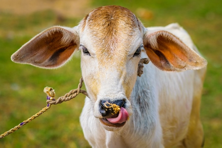 Brown and white cow in green field in town of Bodhgaya, Bihar