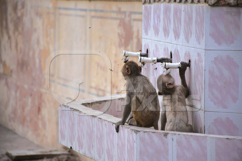 Two thirsty baby Indian macaque monkeys drinking water from water taps in India