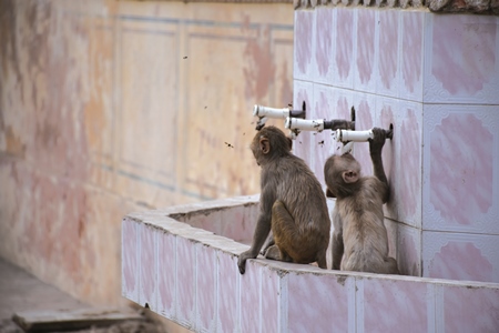 Two thirsty baby Indian macaque monkeys drinking water from water taps in India