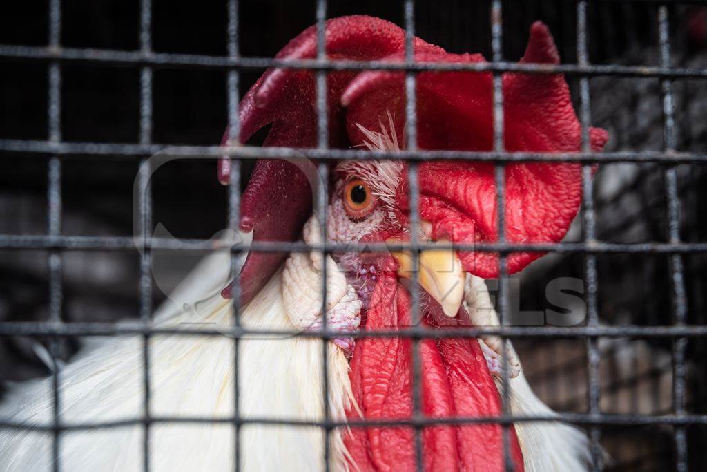 Large rooster or cockerel with red comb in a cage at a mini zoo at Dolphin Aquarium, Mumbai