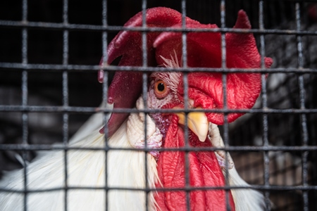 Large rooster or cockerel with red comb in a cage at a mini zoo at Dolphin Aquarium, Mumbai