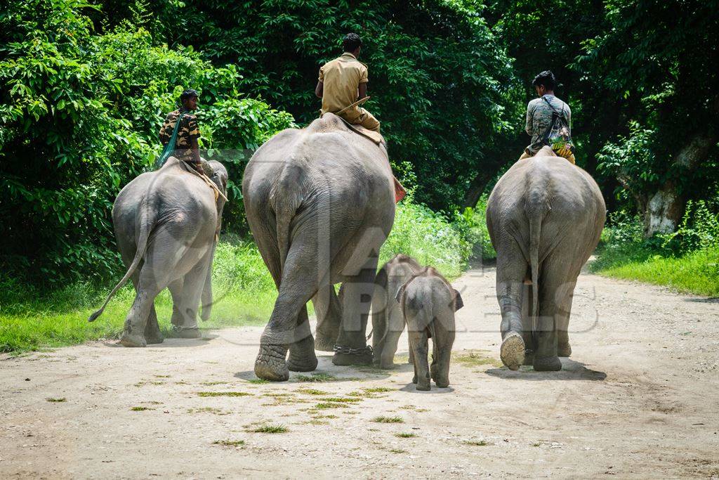 Elephants used for tourist elephant safari rides in Kaziranga National Park