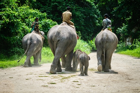 Elephants used for tourist elephant safari rides in Kaziranga National Park