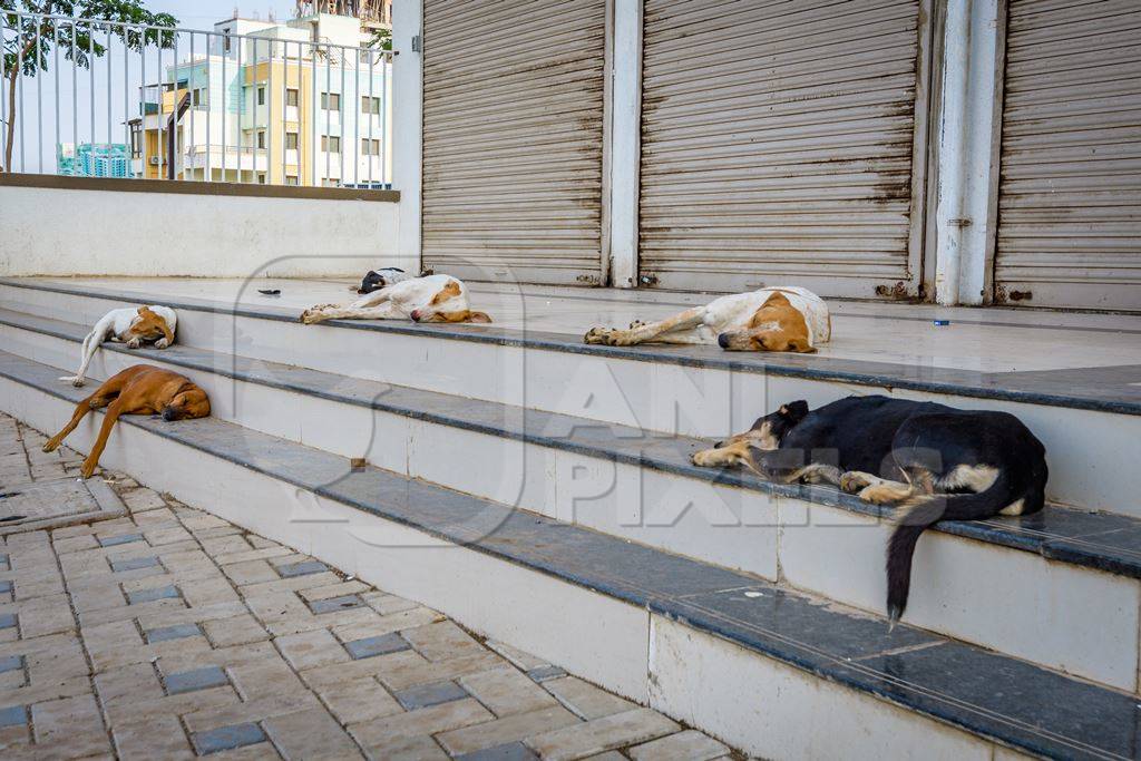 Pack of Indian street or stray dogs sitting on steps in the urban city of Pune, India