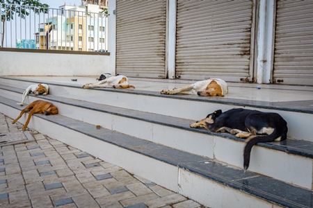 Pack of Indian street or stray dogs sitting on steps in the urban city of Pune, India