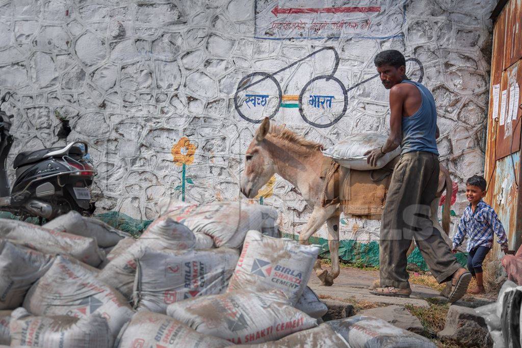 Working Indian donkey used for animal labour with large pile of heavy sacks of cement in an urban city in Maharashtra in India