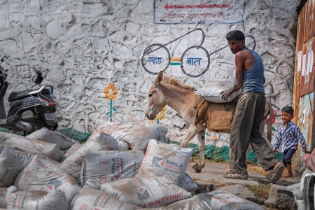 Working Indian donkey used for animal labour with large pile of heavy sacks of cement in an urban city in Maharashtra in India