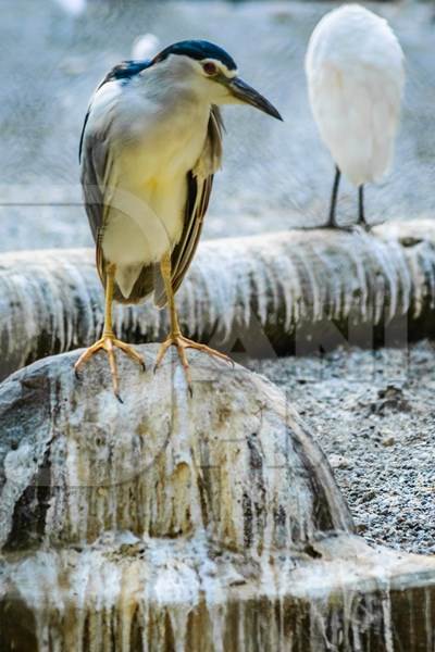 Black-crowned night heron bird in dirty enclosure at Byculla zoo