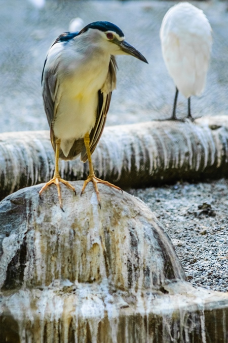 Black-crowned night heron bird in dirty enclosure at Byculla zoo