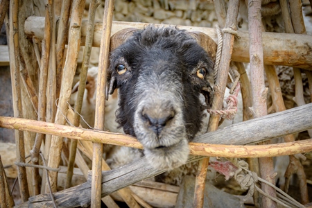 Sheep with curled horns enclosed in a wooden pen in a rural village in Ladakh in the Himalaya mountains, India