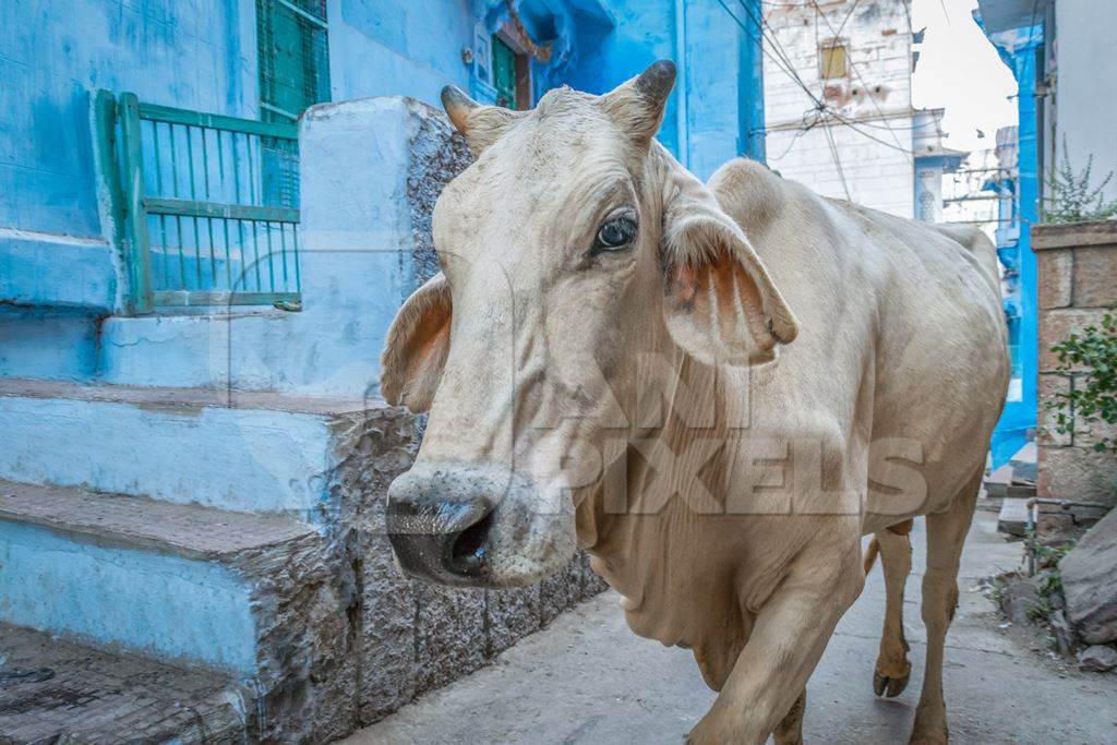 Street cow on street in Jodhpur in Rajasthan in India with blue wall background