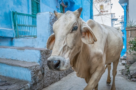 Street cow on street in Jodhpur in Rajasthan in India with blue wall background