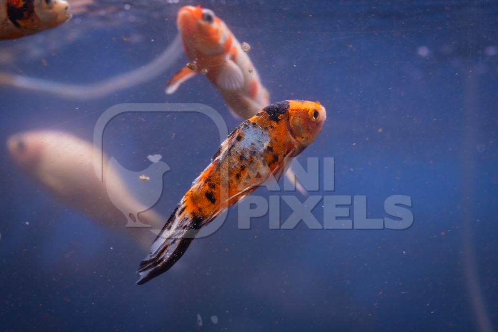 Sick or injured goldfish with scales missing in a tank at an underwater fish tunnel expo aquarium in Pune, Maharashtra, India, 2024
