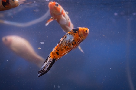 Sick or injured goldfish with scales missing in a tank at an underwater fish tunnel expo aquarium in Pune, Maharashtra, India, 2024