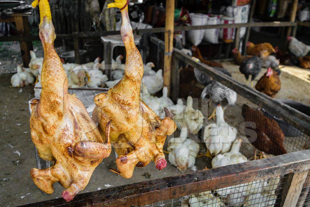 Cooked chickens on sale with live chickens in the background at a market