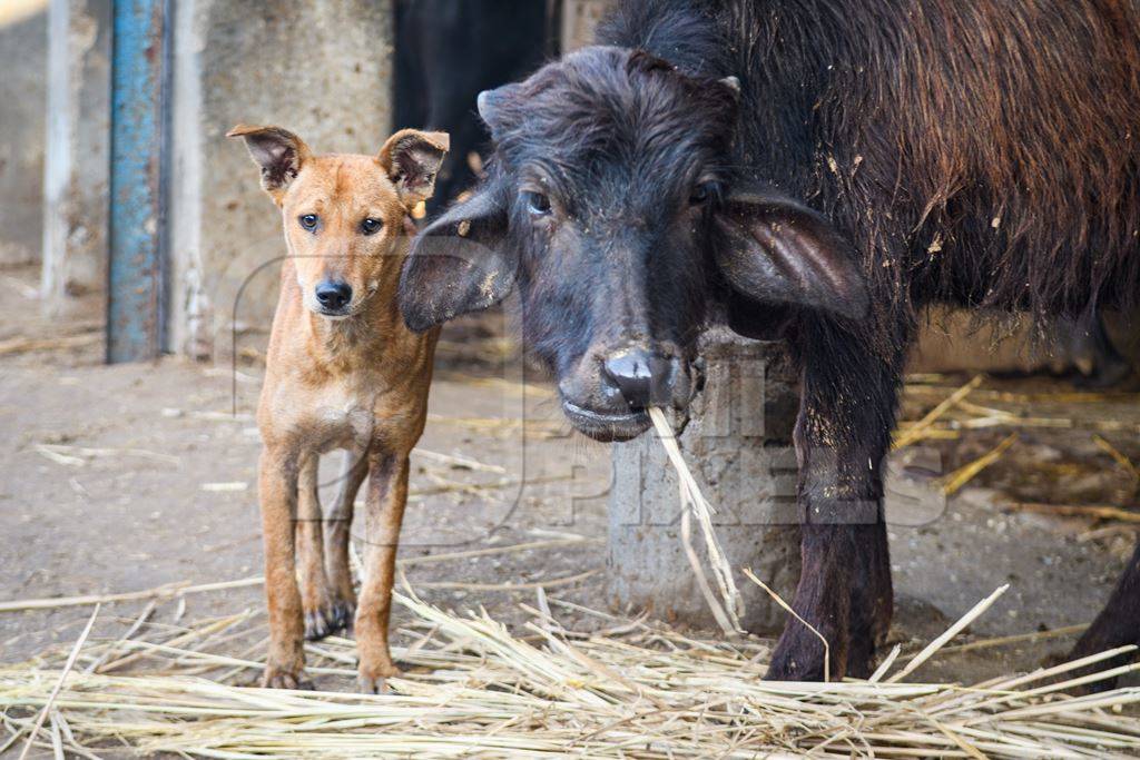 Indian street dog or stray pariah dog and farmed Indian buffalo calf on an urban dairy farm or tabela, Aarey milk colony, Mumbai, India, 2023