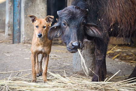 Indian street dog or stray pariah dog and farmed Indian buffalo calf on an urban dairy farm or tabela, Aarey milk colony, Mumbai, India, 2023