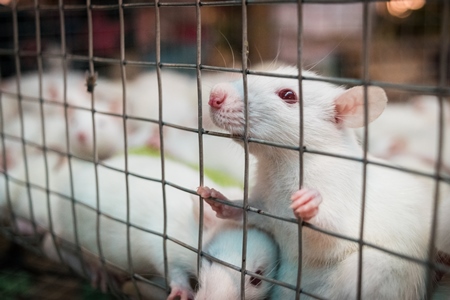 Small white mice in a cage on sale for eating at an exotic market