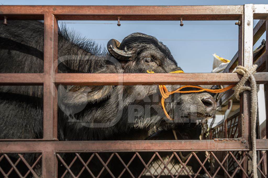 Indian buffaloes tied up in a transport truck at Nagaur Cattle Fair, Nagaur, Rajasthan, India, 2022