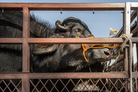 Indian buffaloes tied up in a transport truck at Nagaur Cattle Fair, Nagaur, Rajasthan, India, 2022