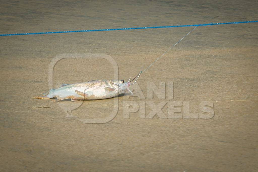 Fish with hook in mouth being dragged along on a fishing line on a sandy beach