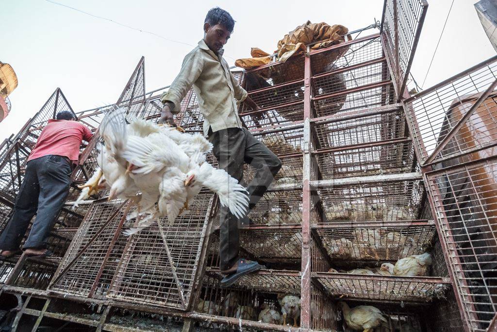 Broiler chickens raised for meat being unloaded from transport trucks near Crawford meat market in Mumbai